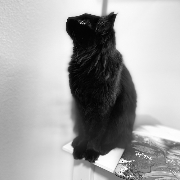 Meet your Posher, Dyan - Picture 1 of 1